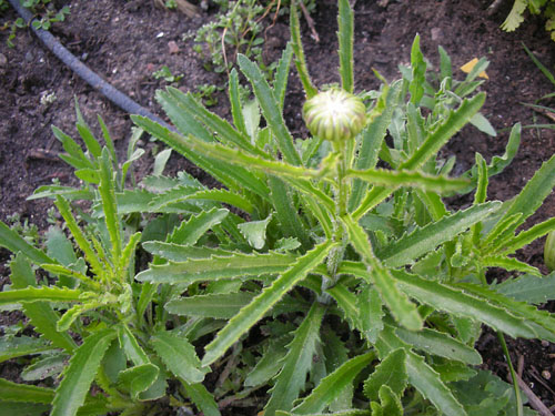 Leucanthemum x superbum 'Tinkerbelle'