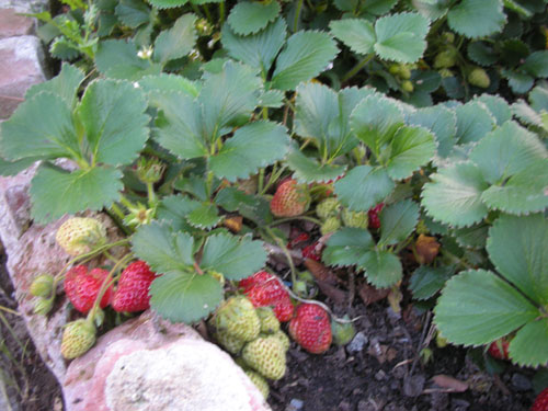 New strawberries