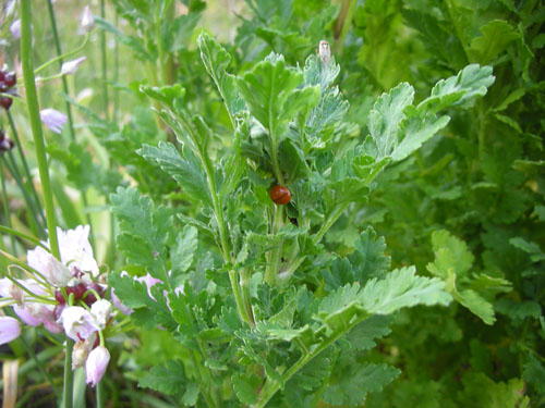 Ladybug in the feverfew