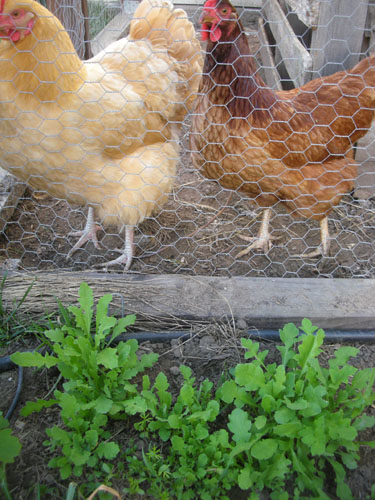 Poppies near the chickens