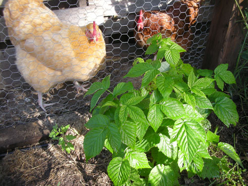 Volunteer tomato