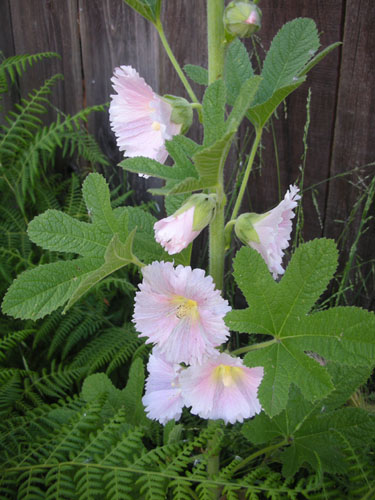 Hollyhock