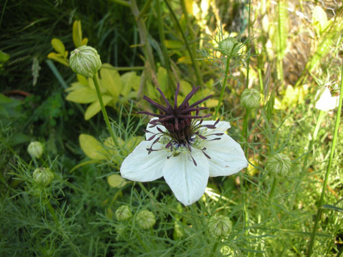 Spanish nigella