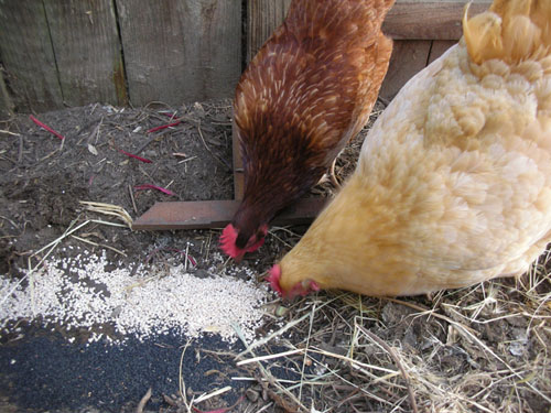 Chickens enjoying some waste grains