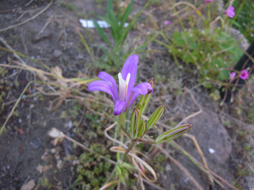 Brodiaea