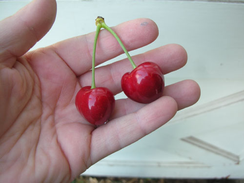 Fresh cherries