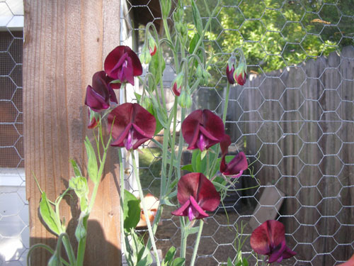 Black Knight sweet pea