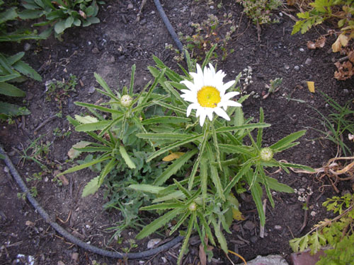  Leucanthemum x superbum 'Tinkerbelle'