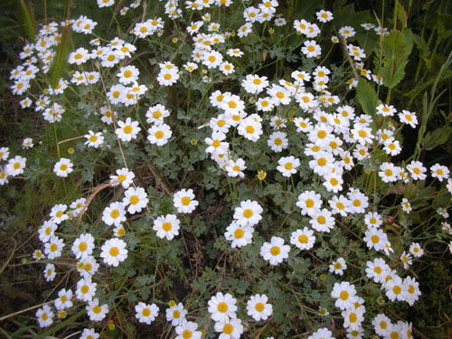 Tanacetum niveum