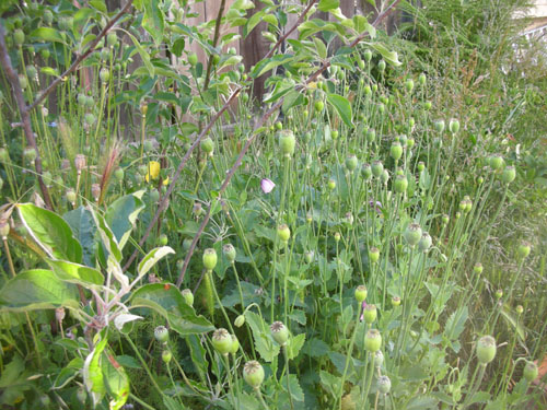 Poppy seedheads