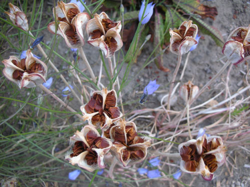 Tulip seeds (Lady Jane clusianas)