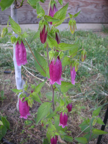 pinkish campanula