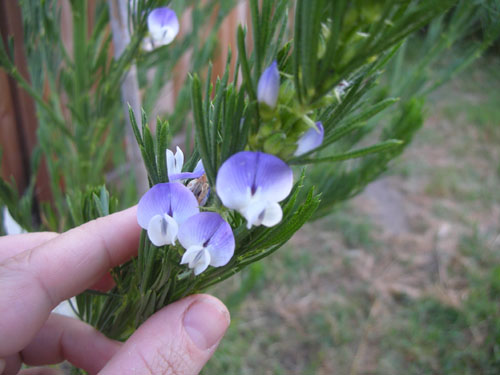 Psorlea pinnata bloom