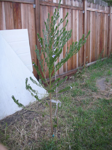 Psorlea pinnata