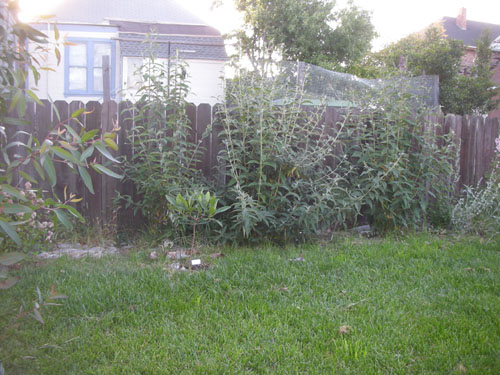 West fence with buddleias