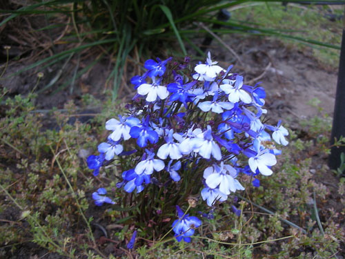 Lobelia