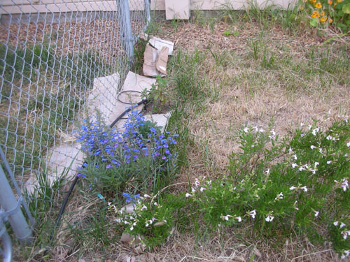 Driveway garden in flux