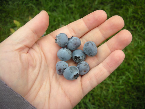 Blueberries