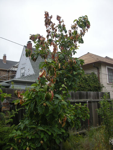 Quince with possible fireblight