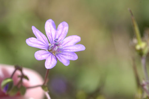 Bill Wallis geranium