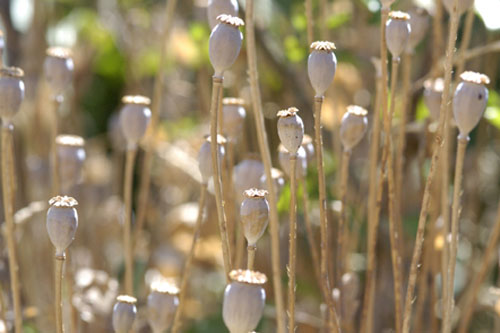 Poppy seedheads