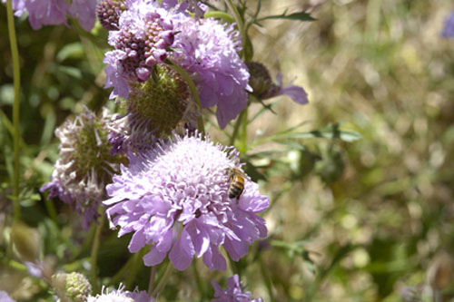 Bees, too