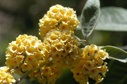 Honeycomb buddleia