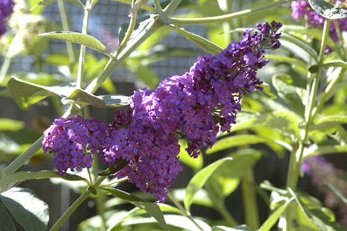 Buddleia