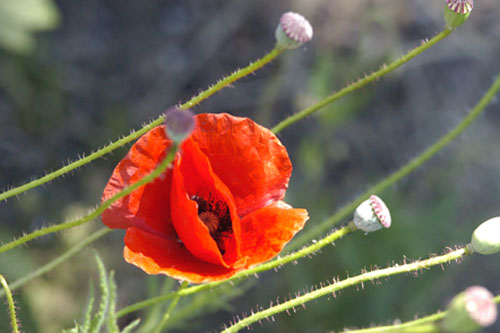 Flanders poppy