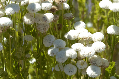 Feverfew 'Virgo'