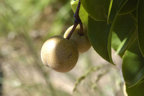 Asian pears