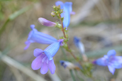 Penstemon