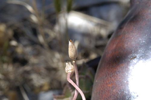 Blooming succulent