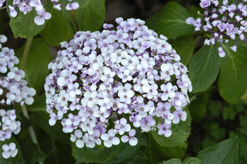 Hydrangea 'Ayseha'