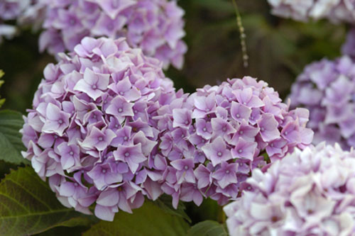 Hydrangea