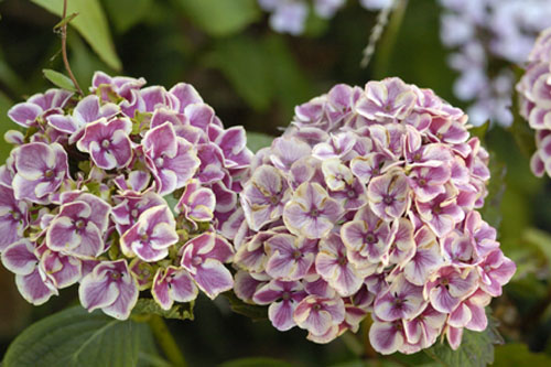 Hydrangea 'Harlequin'