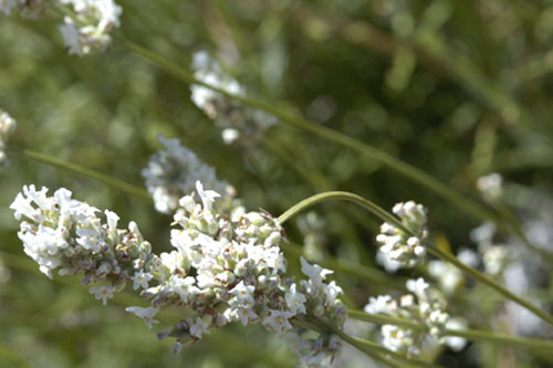 White lavender