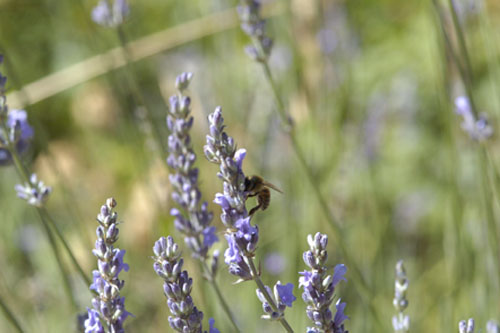 Purple lavender