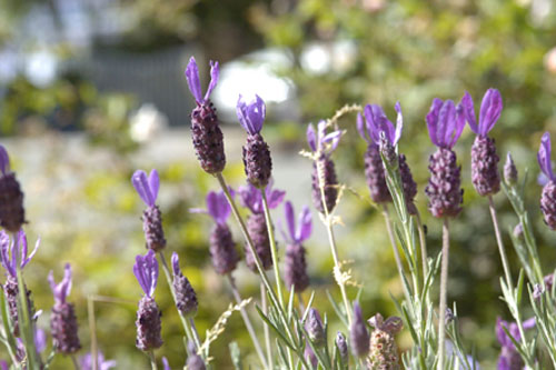 Spanish lavender