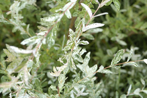 Variegated willow