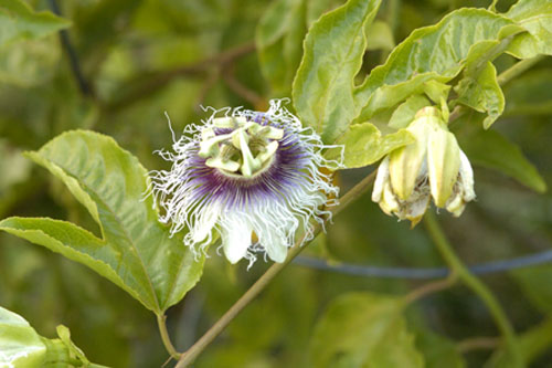 Passion flower