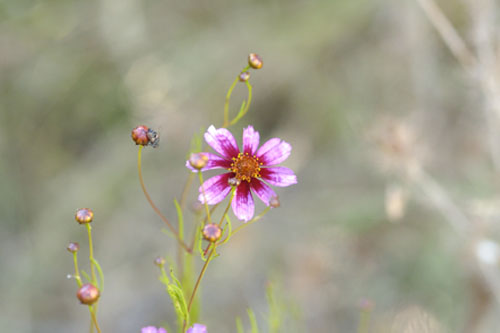 Coreopsis