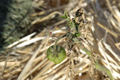 Surviving tomatoes