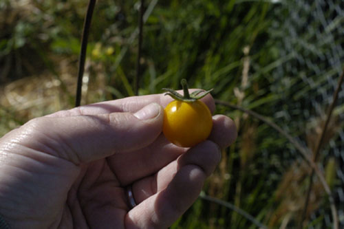 First Sungold