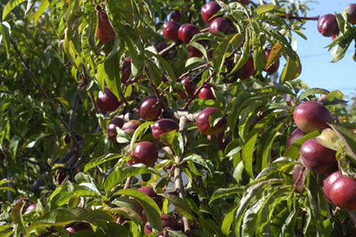 Nectarines ripening