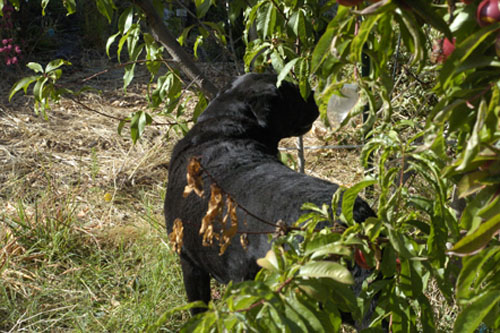 Rosie inspects the nectarine trees