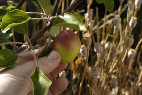 Cox's Orange Pippin apple