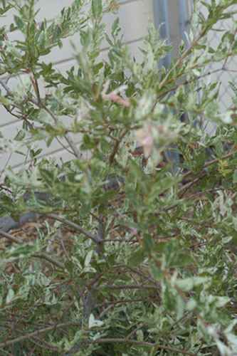 Center of the variegated willow