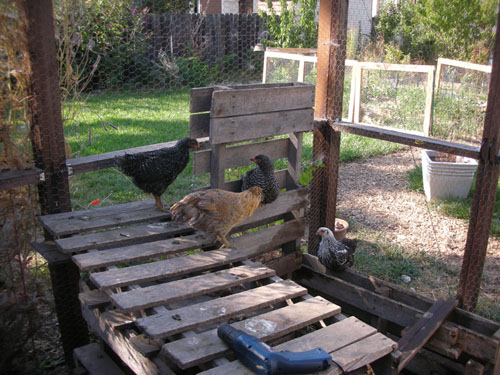 Chicks on the chicken gym