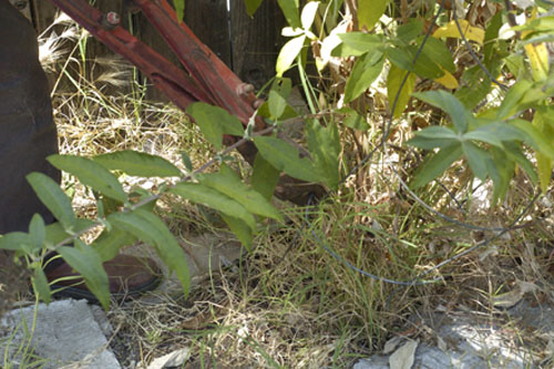 Cutting free the buddleia